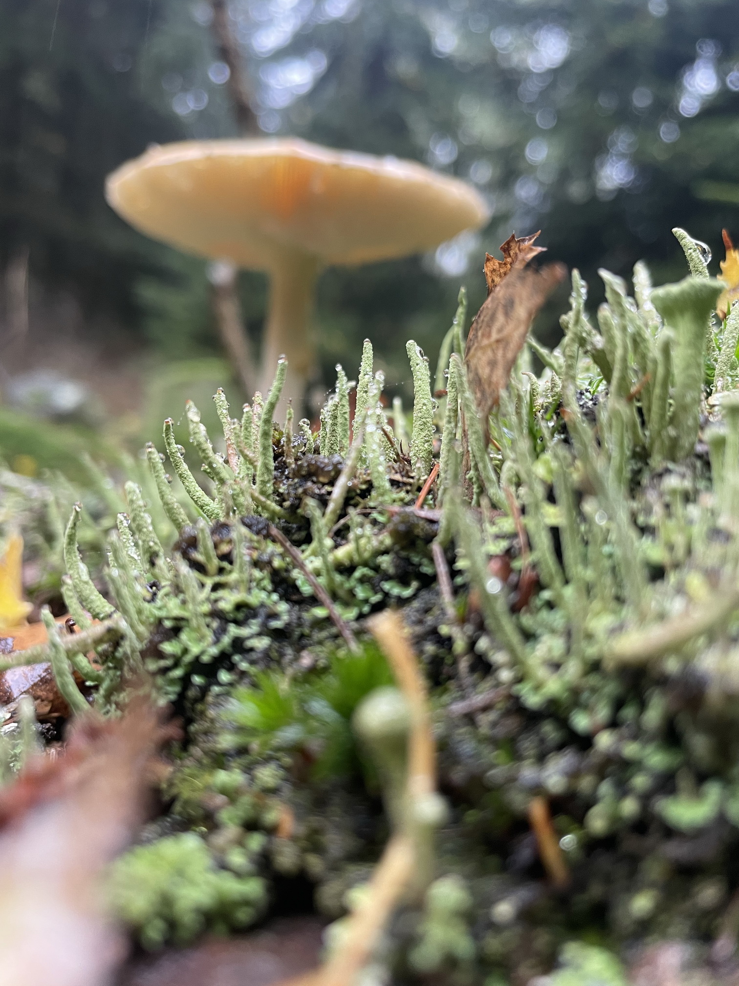 forest 01