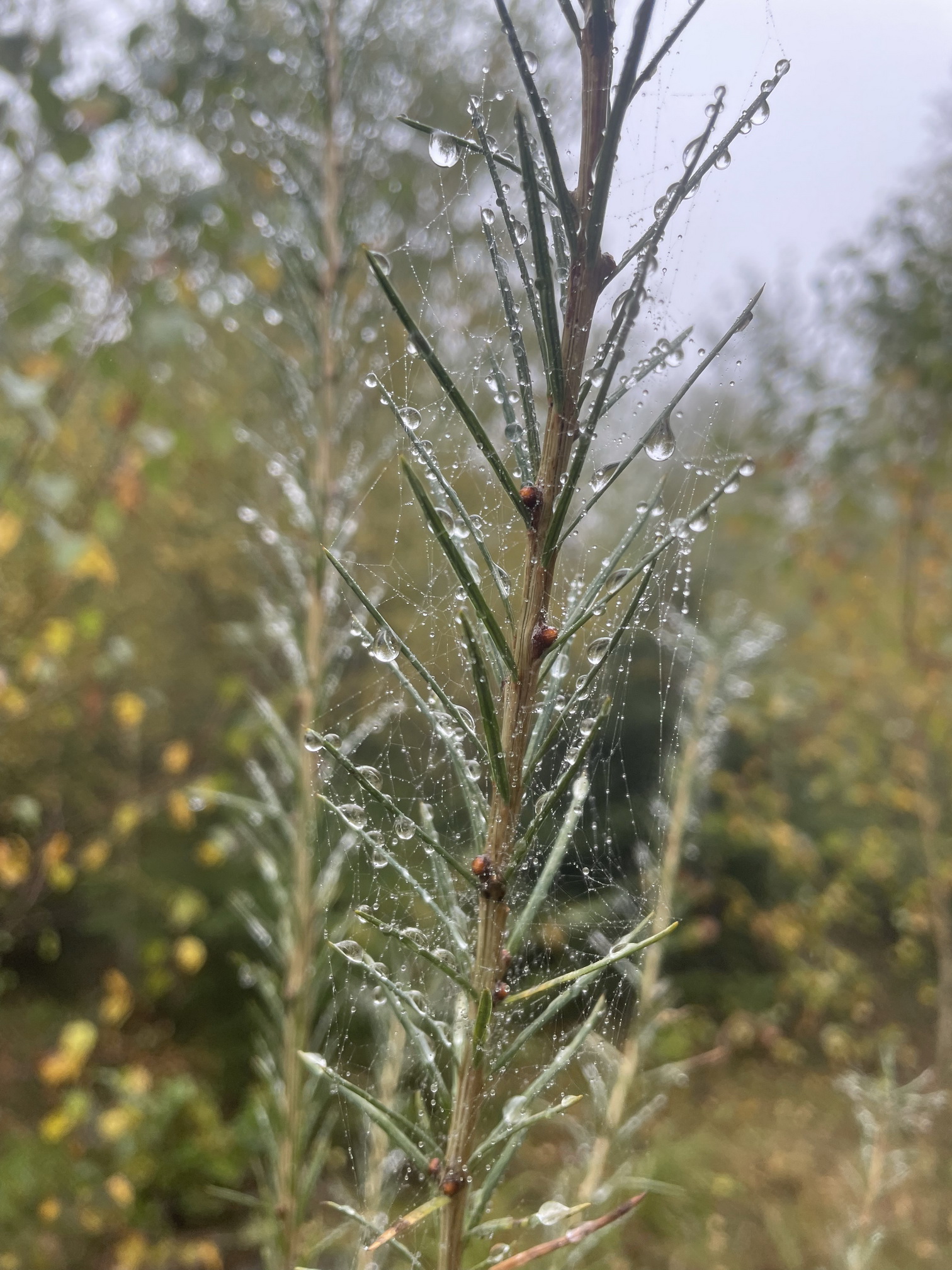 raindrops 