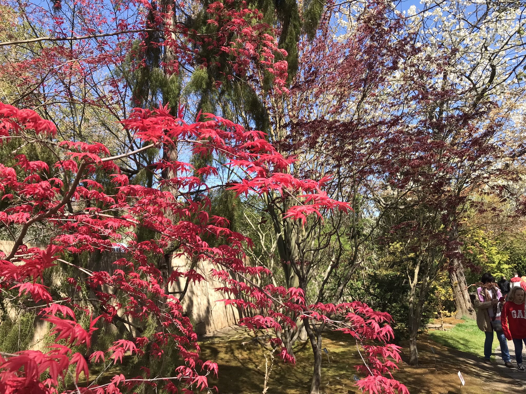 Japanese maple