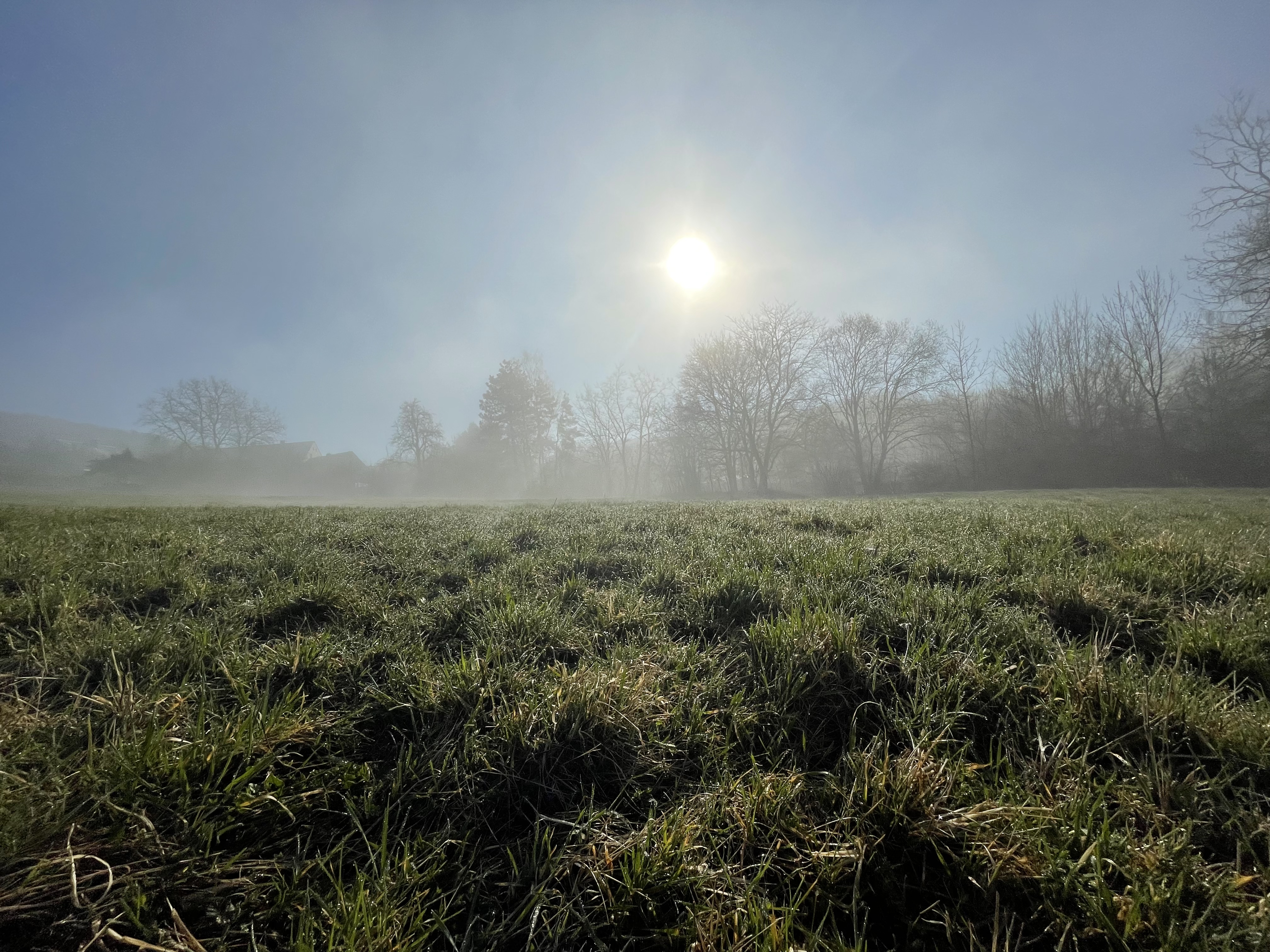 spring fog 02