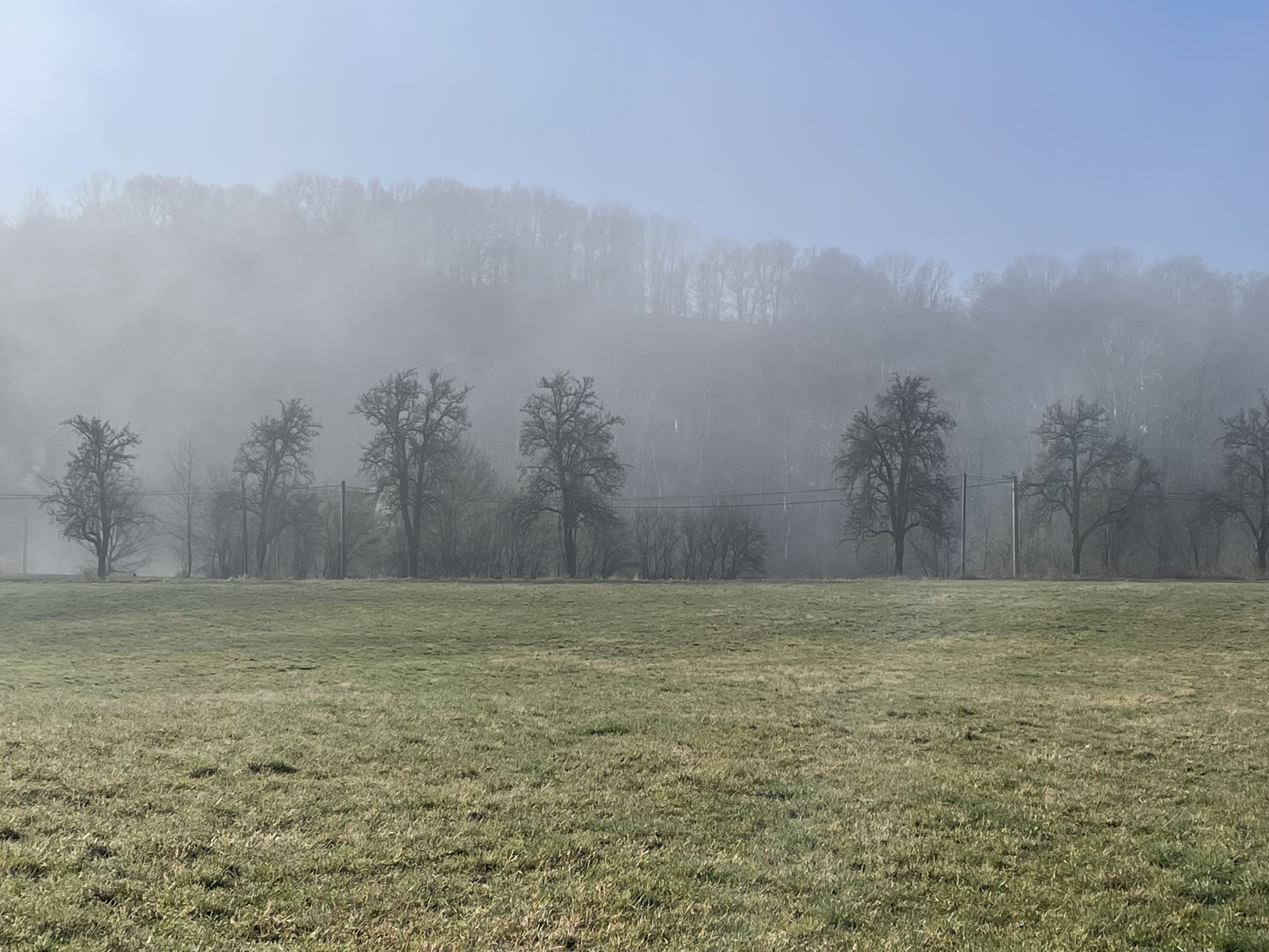 spring fog 03