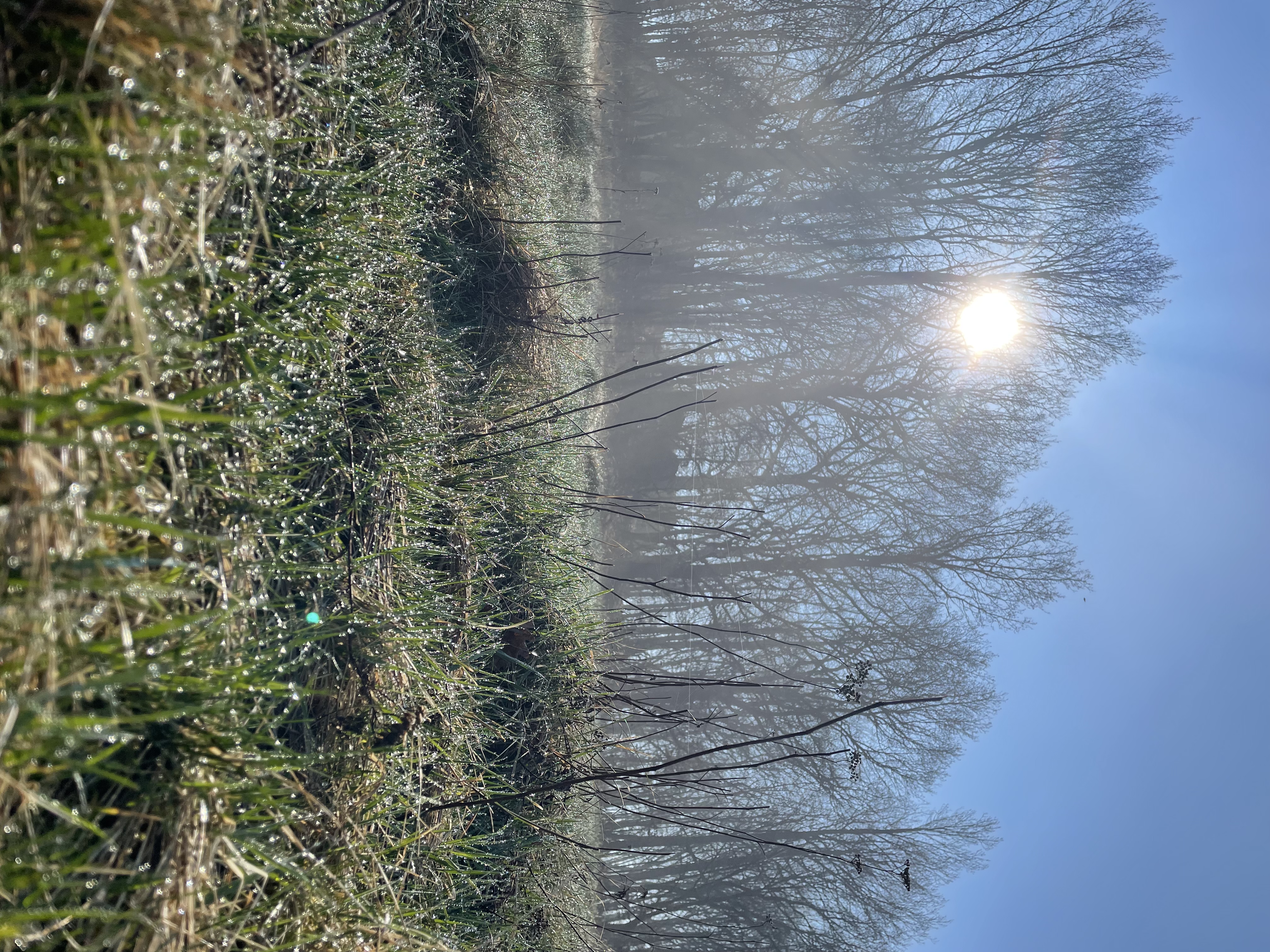 spring fog 