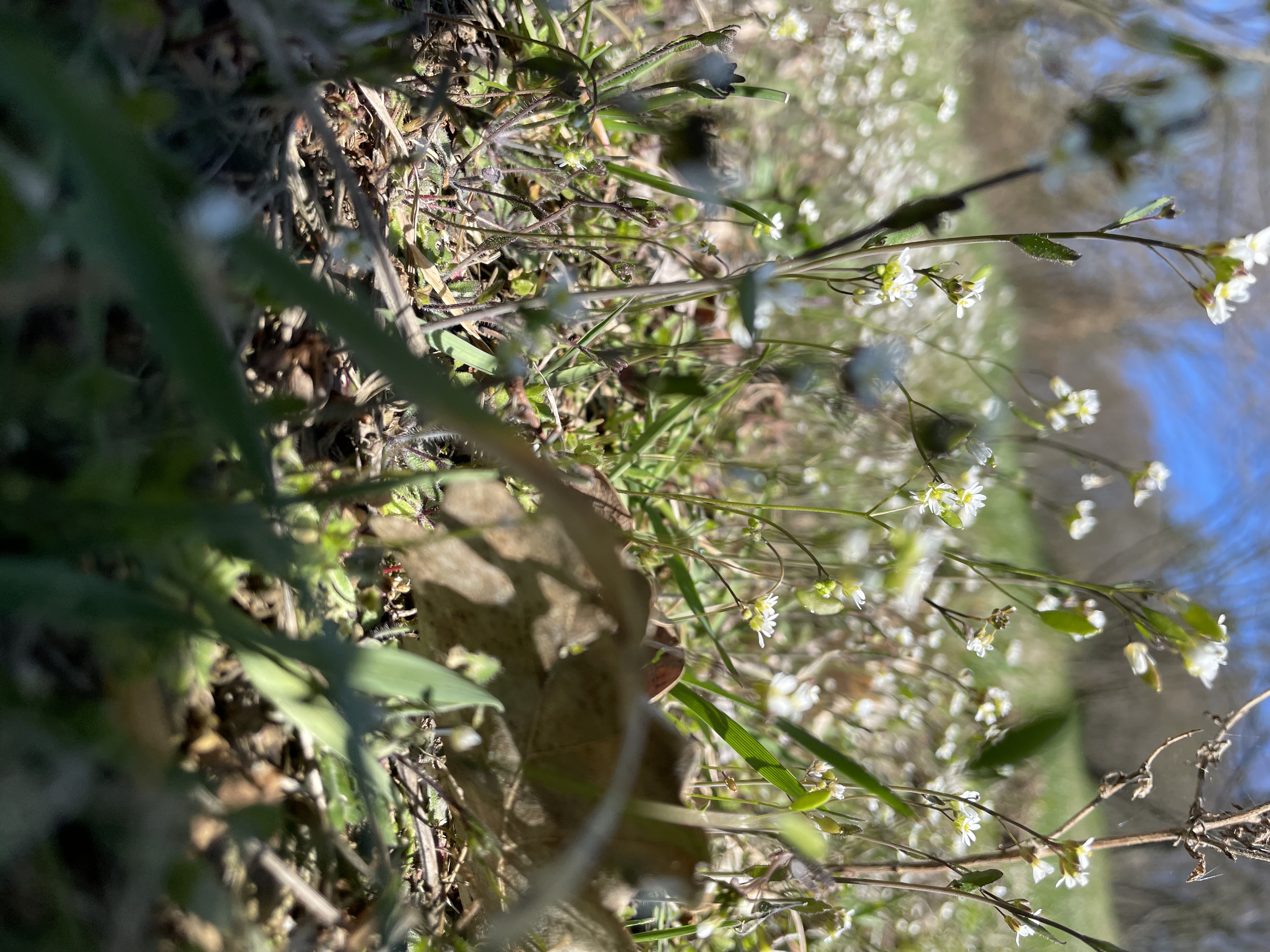 flowers 02