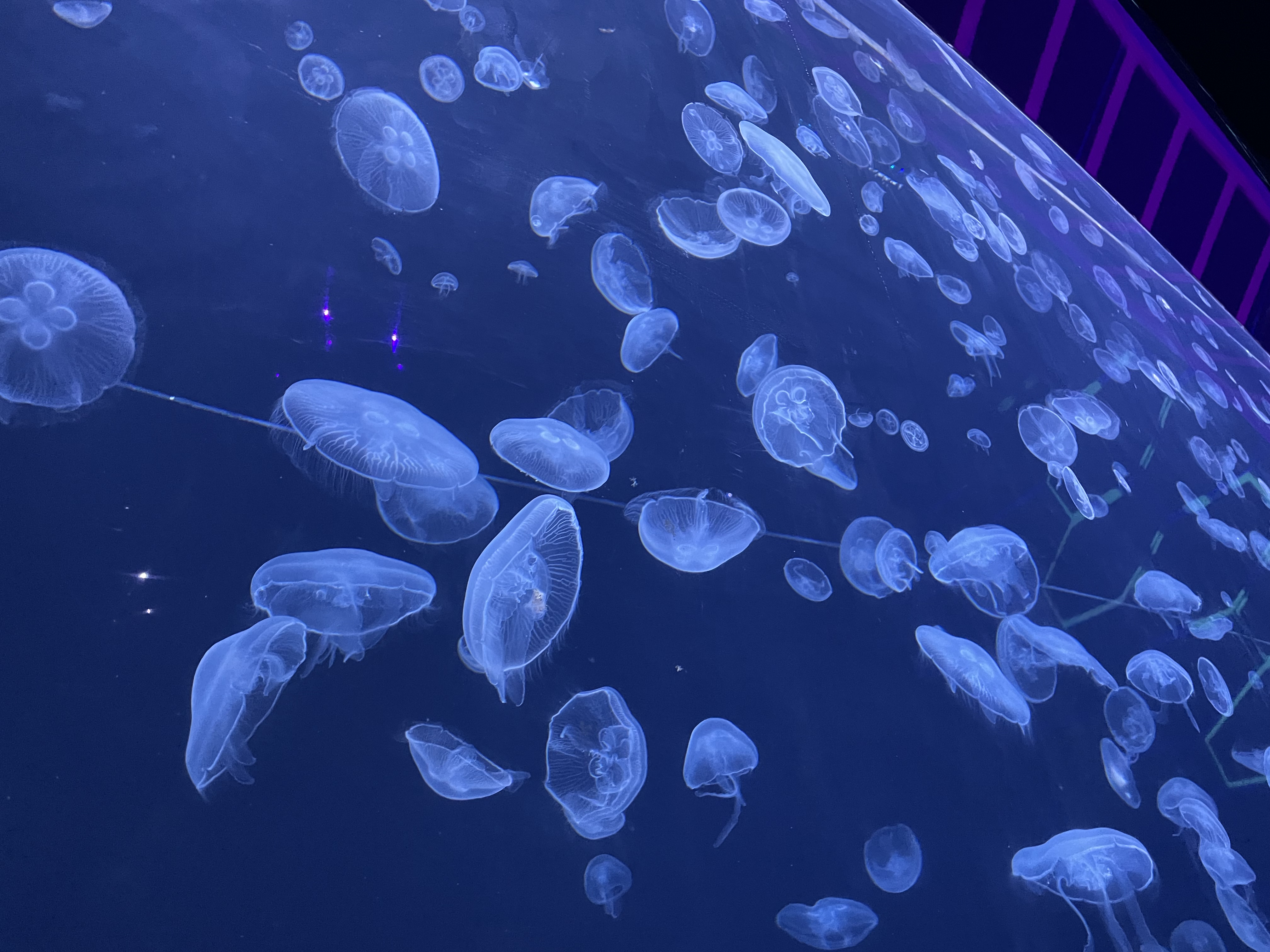 jellyfish 2